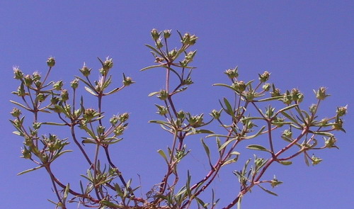 Plantago sarcophylla Zohary