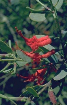 הרנוג השיטים Plicosepalus acaciae (Zucc.) Wiens & Polhill