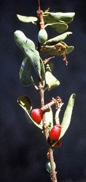 הרנוג השיטים Plicosepalus acaciae (Zucc.) Wiens & Polhill