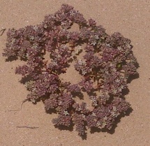 רב-פרי בשרני Polycarpon succulentum (Delile) J.Gay