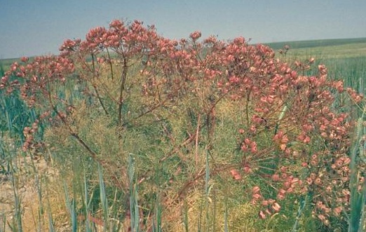 Prangos ferulacea (L.) Lindl.