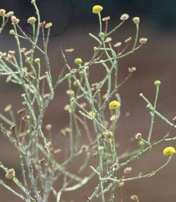 פרעושית מסולסלת Pulicaria undulata (Forssk.) C.A.Mey.