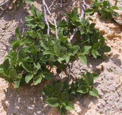 אשחר הלבנון Rhamnus libanotica Boiss.