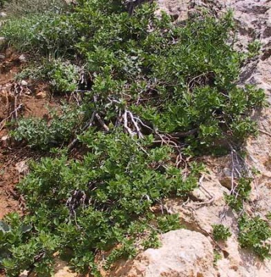 אשחר הלבנון Rhamnus libanotica Boiss.