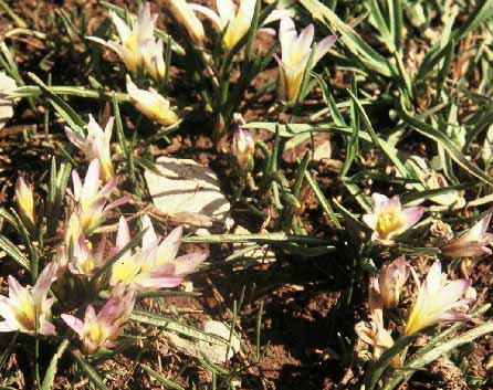 רומולאה סגלולית Romulea bulbocodium (L.) Sebastiani & Mauri
