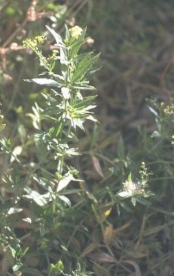 פואת הצבעים Rubia tinctorum L.