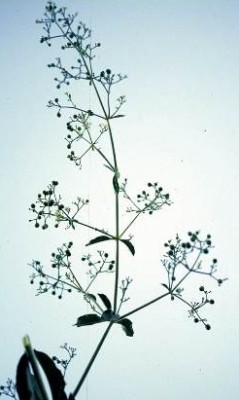 פואת הצבעים Rubia tinctorum L.