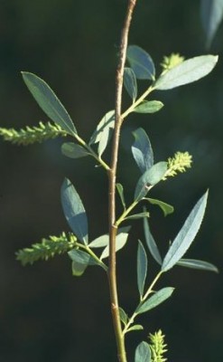 ערבה מחודדת Salix acmophylla Boiss.