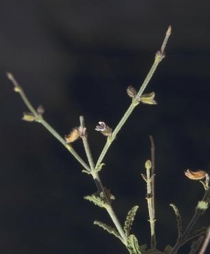 מרווה מצרית Salvia aegyptiaca L.