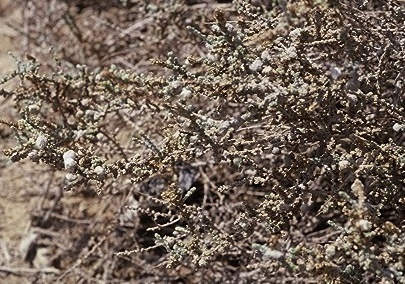 מלחית מסורגת Salsola cyclophylla Baker