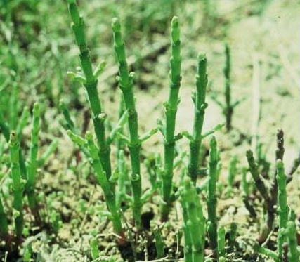 פרקן עשבוני Salicornia europaea L.