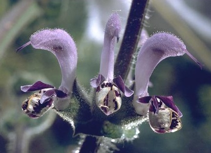 Salvia indica L.