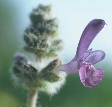 מרווה צמירה Salvia lanigera Poir.