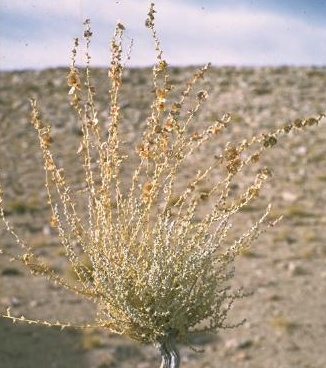 מלחית אשונה Salsola vermiculata L.