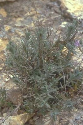 צתרה מדברית Satureja thymbrifolia Hedge & Feinbrun
