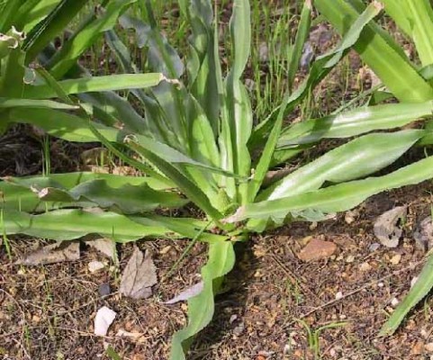בן-חצב יקינתוני Scilla hyacinthoides L.