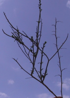 לוענית החולות Scrophularia hypericifolia Wydler