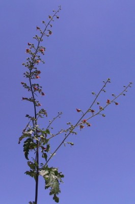 לוענית גדולה Scrophularia rubricaulis Boiss.