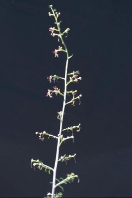 לוענית מצויה Scrophularia xanthoglossa Boiss.