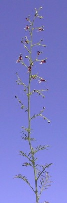 לוענית מצויה Scrophularia xanthoglossa Boiss.