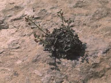 לוענית הסלעים Scrophularia xylorrhiza Boiss. & Hausskn.