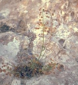 לוענית הסלעים Scrophularia xylorrhiza Boiss. & Hausskn.