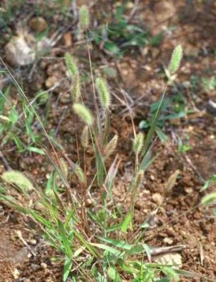זיפן ירוק Setaria viridis (L.) P.Beauv.