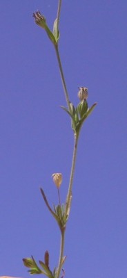 ציפורנית מקופחת Silene decipiens Barc.
