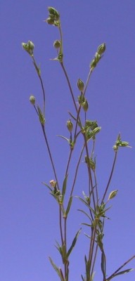 ציפורנית מקופחת Silene decipiens Barc.