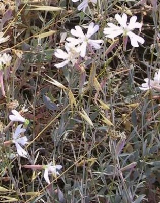 ציפורנית גדולה Silene swertiifolia Boiss.