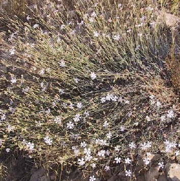 ציפורנית גדולה Silene swertiifolia Boiss.