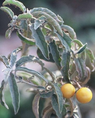 סולנום זיתני Solanum elaeagnifolium Cav.