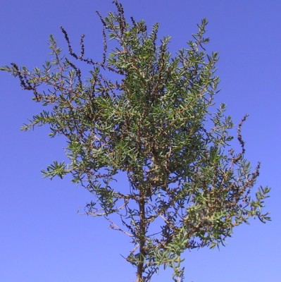 Suaeda fruticosa Forssk. ex J.F.Gmel.