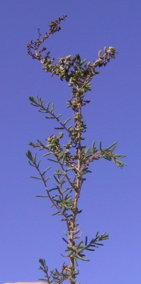 Suaeda fruticosa Forssk. ex J.F.Gmel.