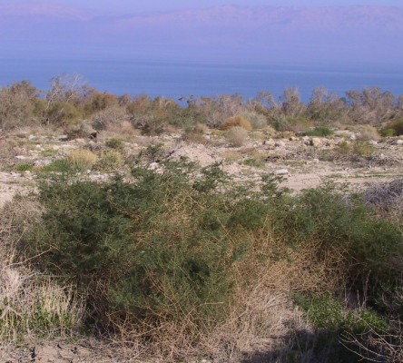 Suaeda fruticosa Forssk. ex J.F.Gmel.