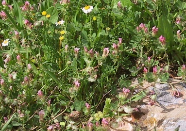 תלתן צמיר Trifolium eriosphaerum Boiss.