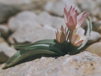 צבעוני ססגוני Tulipa biflora Pall.