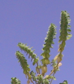 חגווית שעירה Valantia hispida L.