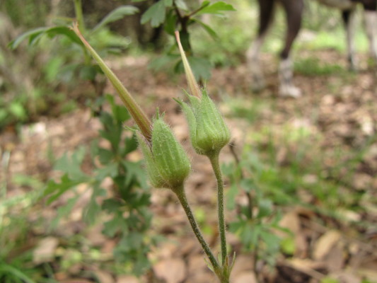 גרניון הלבנון Geranium libani P.H.Davis