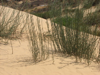 צמחים זקופים  גדלים בחולות נודדים של מישור החוף.