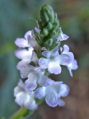 Verbena officinalis L.