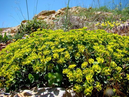 חלבלוב מול-הלבנון Euphorbia antilibanotica Mouterde