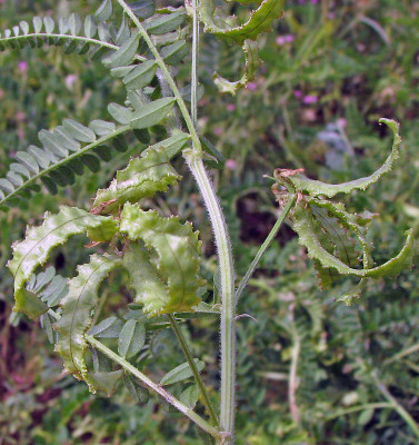 מסוריים מצויים Astragalus pelecinus (L.) Barneby
