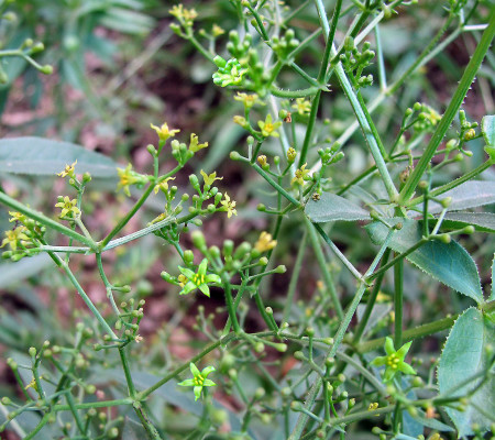פואת הצבעים Rubia tinctorum L.