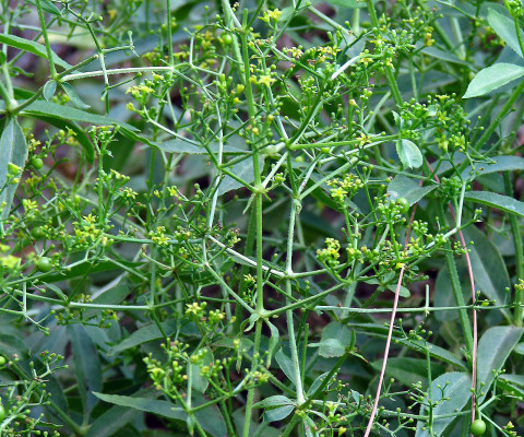 פואת הצבעים Rubia tinctorum L.