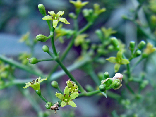 פואת הצבעים Rubia tinctorum L.
