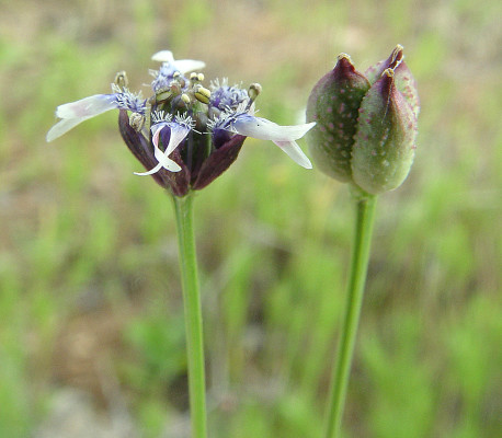 קצח (גרידלה) זעיר-פרחים Garidella nigellastrum L.