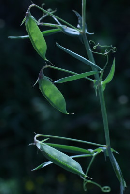 טופח נאה Lathyrus marmoratus Boiss. & Blanche