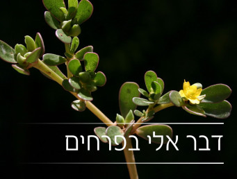 דבר אלי בפרחים