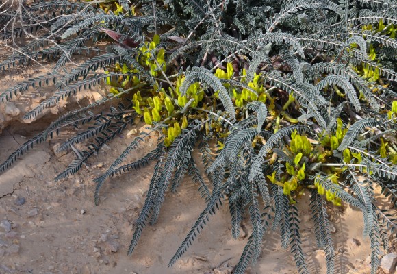 Astragalus dactylocarpus Boiss.